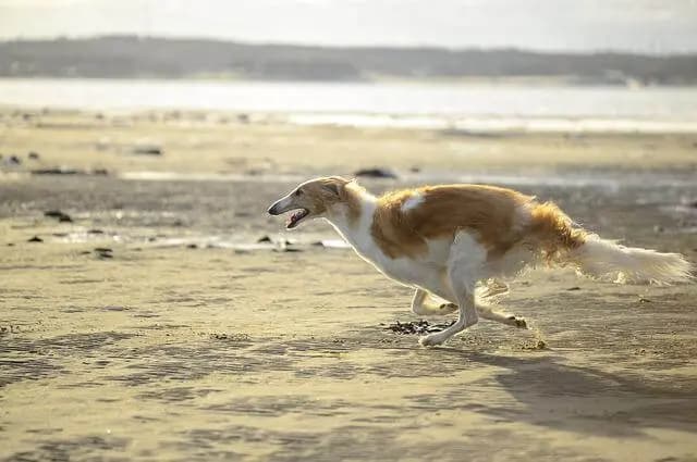 Borzoi – razza canina