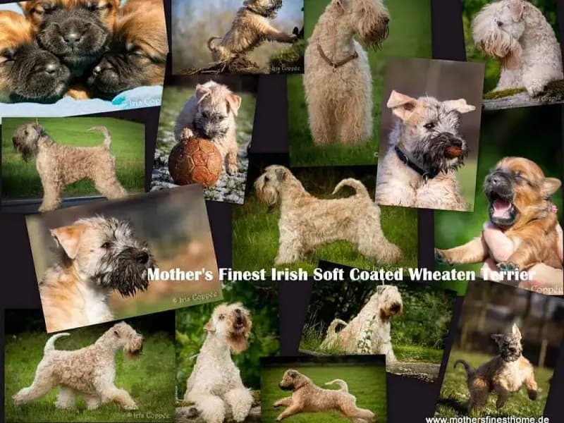 Mother's Finest