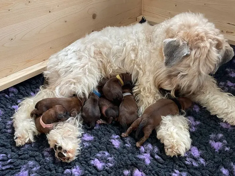 Wheaten Bandits