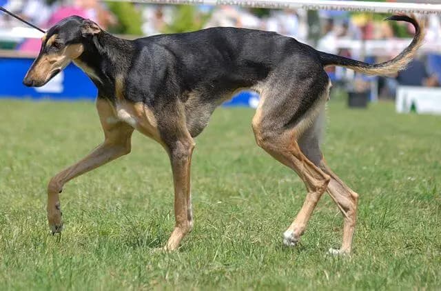 Chart Polski – dog breed