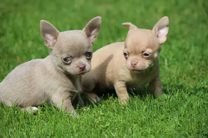 Chihuahuas vom Waldsee  - Bild 1