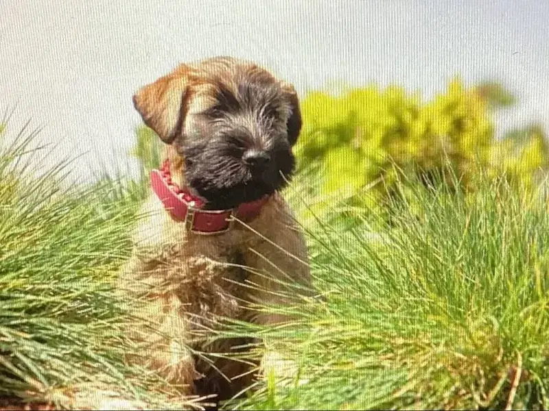 Sophisticated Wheaten