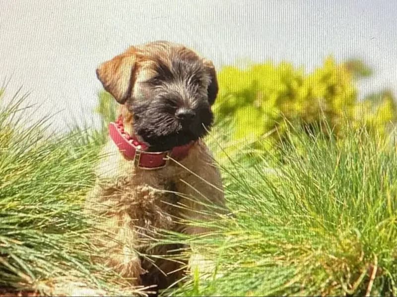 Sophisticated Wheaten