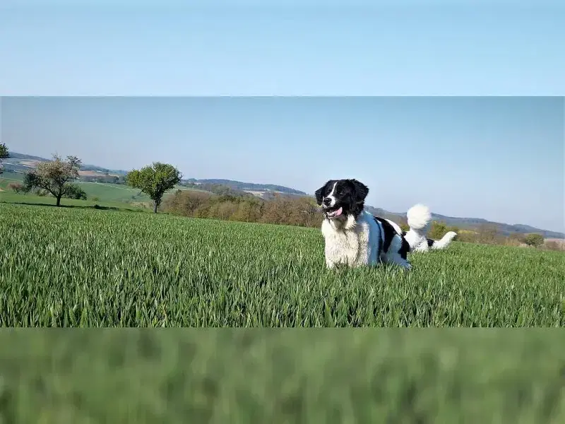 von den Kraichgau Hügeln