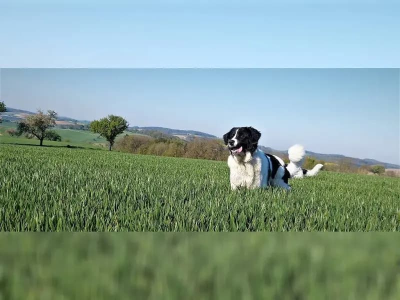 von den Kraichgau Hügeln