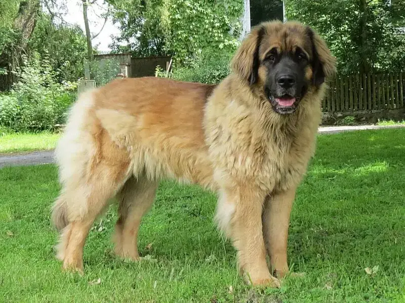 Löwe von Gut Eiferslohn