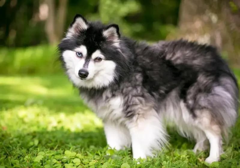 Alaskan Klee Kai – razza canina