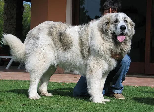 比利牛斯獒犬 – 狗品种