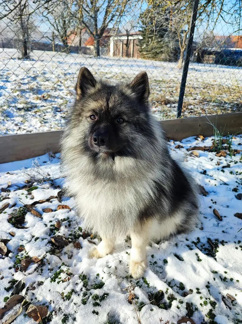 Niemandsländer – köpek ırkı