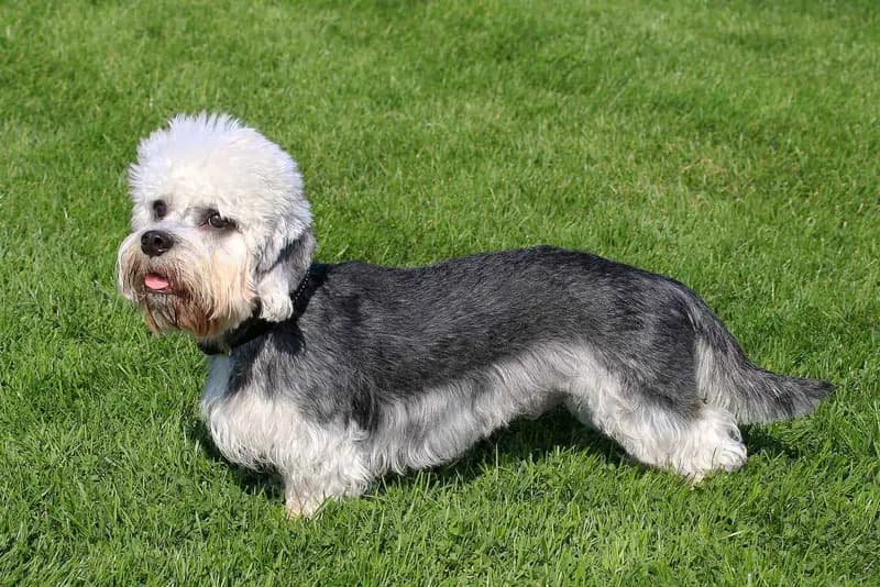 Dandie Dinmont Terrier – dog breed