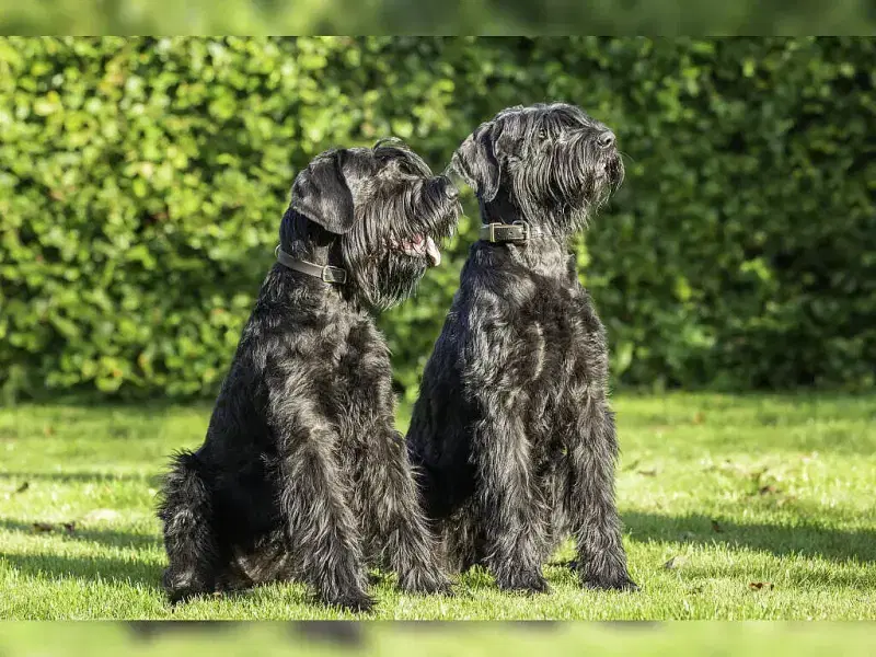 von der Rükel Meute