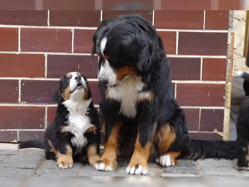 vom Thüringenberner