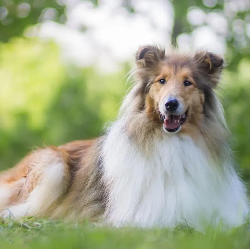 Collie (Langhaar) – Hunderasse