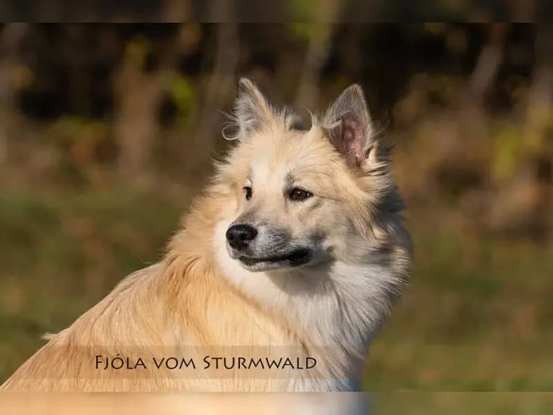 vom Sturmwald