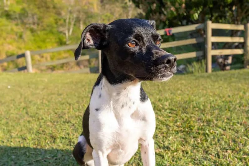 Brasilianischer Terrier – Hunderasse