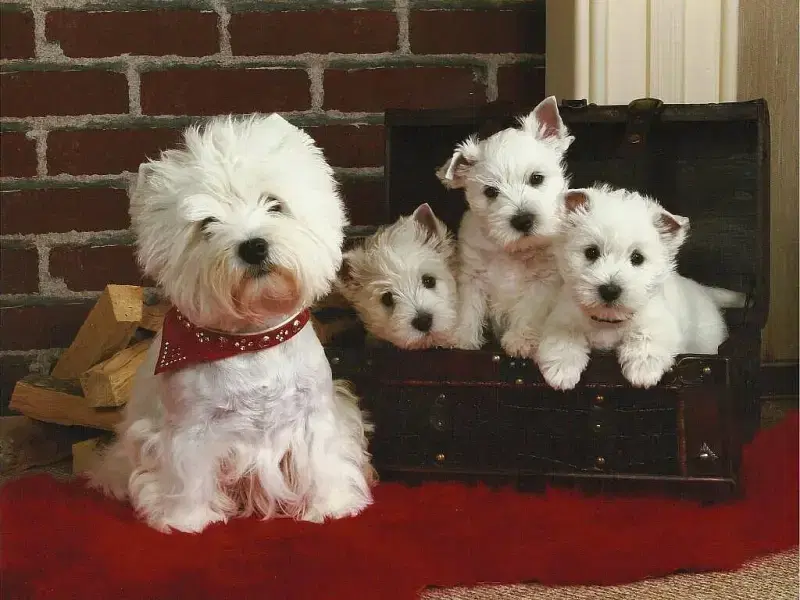 White Bandits'