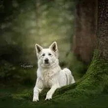 of white endearing Wolves