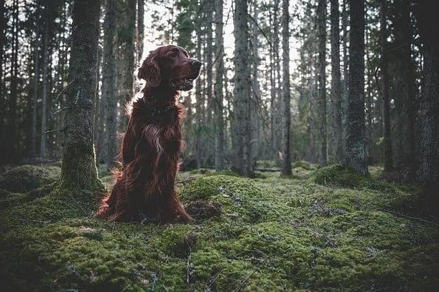 Field Spaniel – Hunderasse