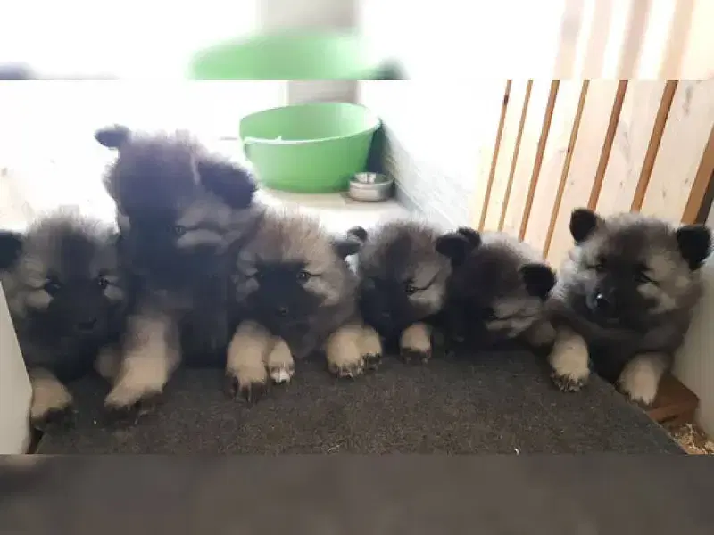 Grey Bodyguard’s