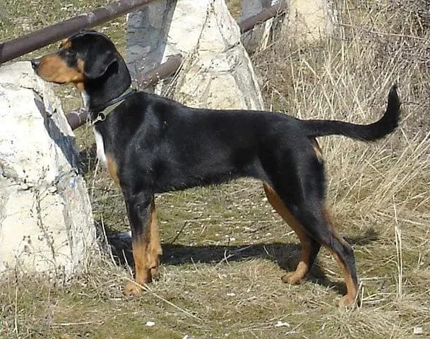 Erdelyi Kopo (Ungarische Bracke) – Hunderasse