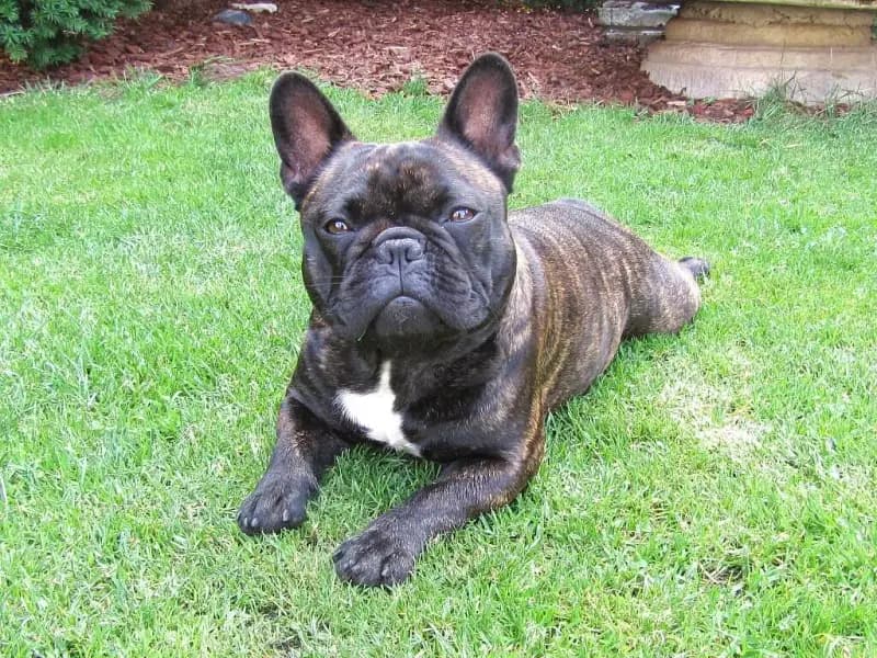 French Bulldog of Rodau