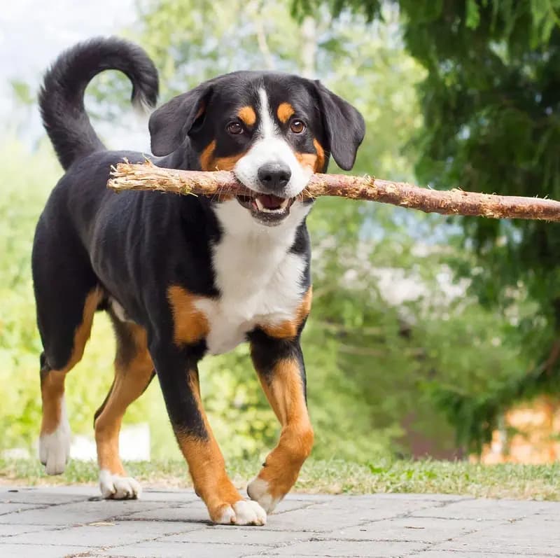 Appenzell Mountain Dog – dog breed