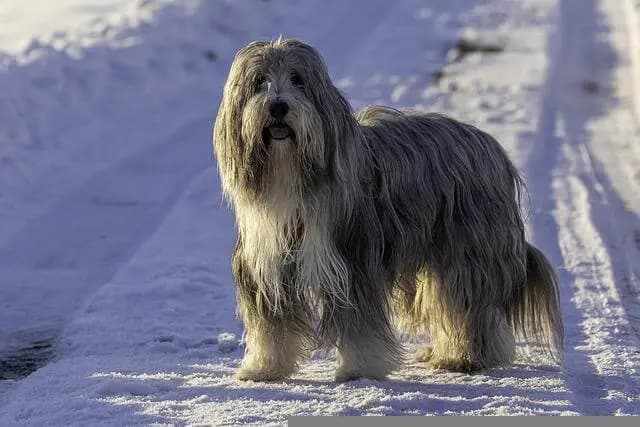 Bearded collie – rasa psa