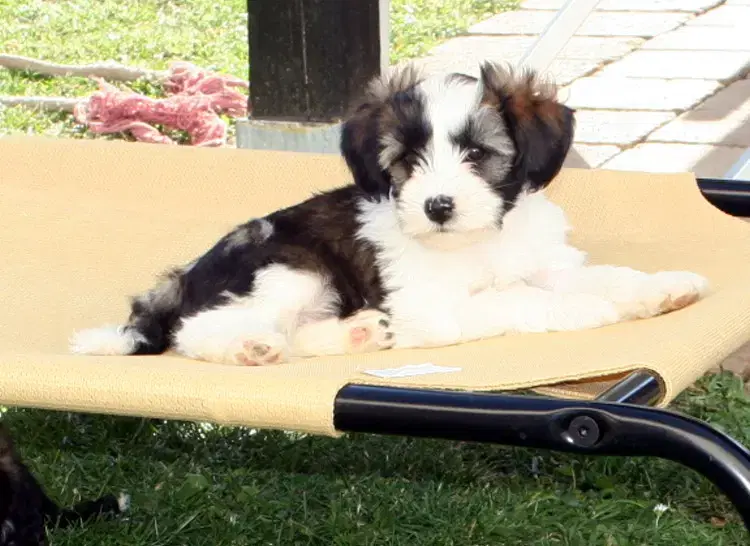 KIRSEI - KRA Tibet Terrier - Bild 1