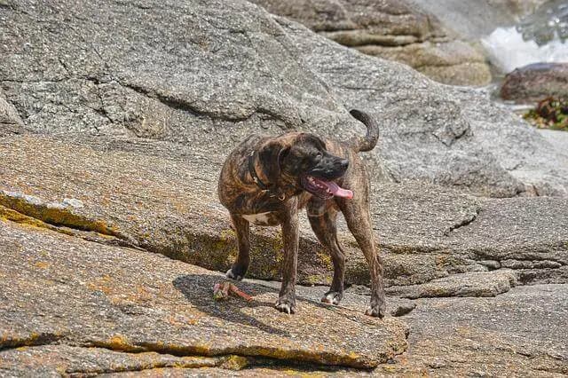Plott Hound – raza de perro