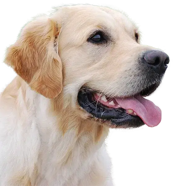 Labradoodle vom Desenberg  - Bild 1
