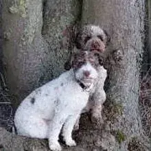 piccoli folletti