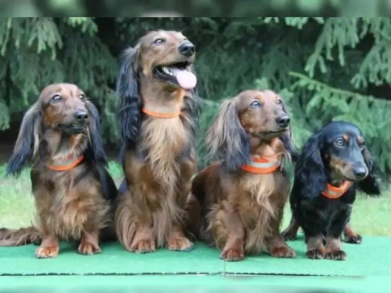 von der Waldburg Remagen