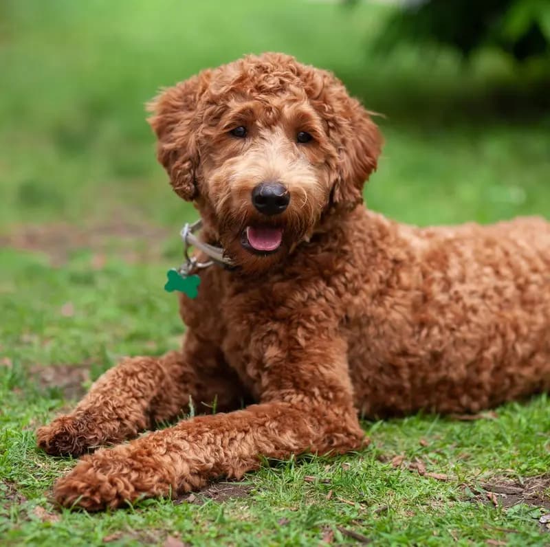 Australian Labradoodle – dog breed