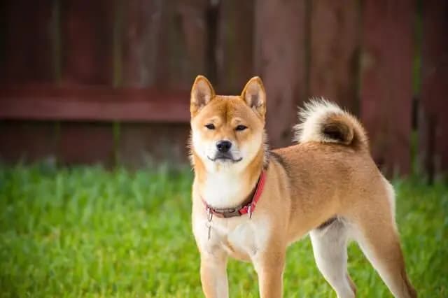 Akita – dog breed