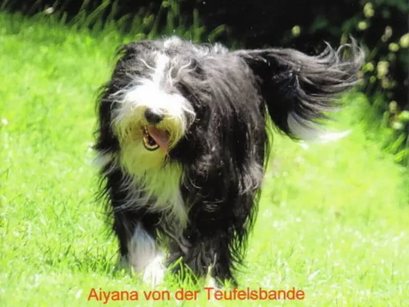 von der Teufelsbande