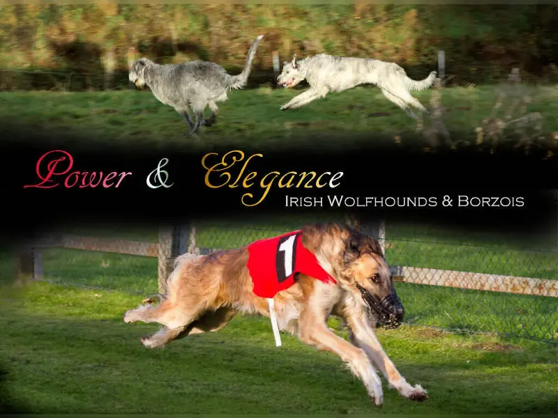 Power & Elegance