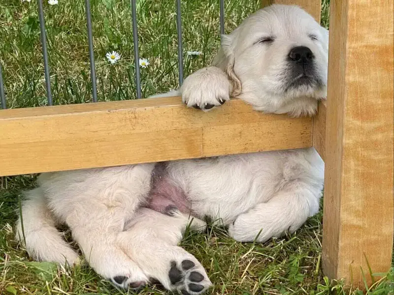 Born to live in pack