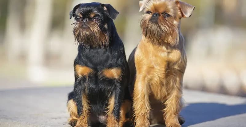 Brüsseler Griffon – Hunderasse