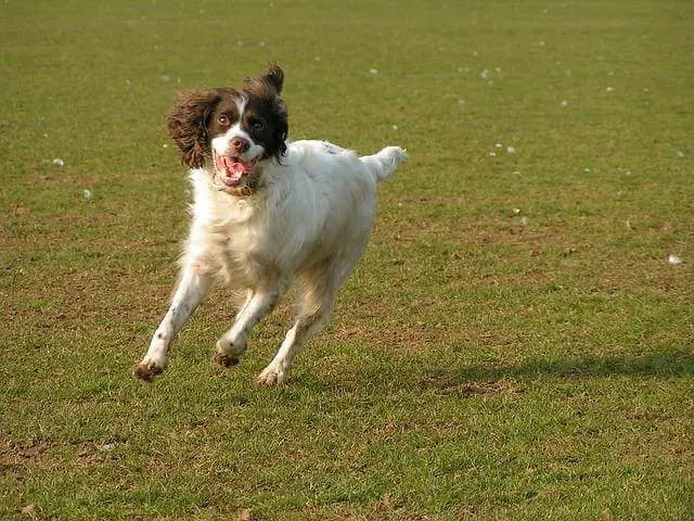 Setter irlandês vermelho e branco – raça de cão