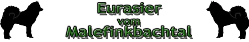 Eurasier vom Malefinkbachtal - Bild 1