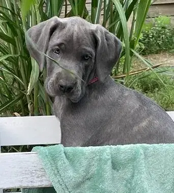 Deutsche Doggen von AmasuDiamonds  - Bild 1