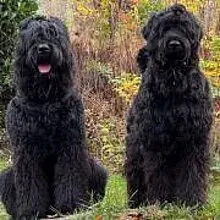 Black Wookie's