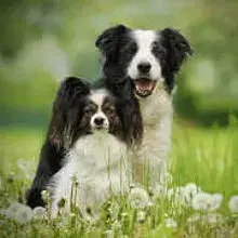 von den Bodenseebordern