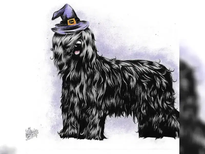 mirage de la petite sorcière