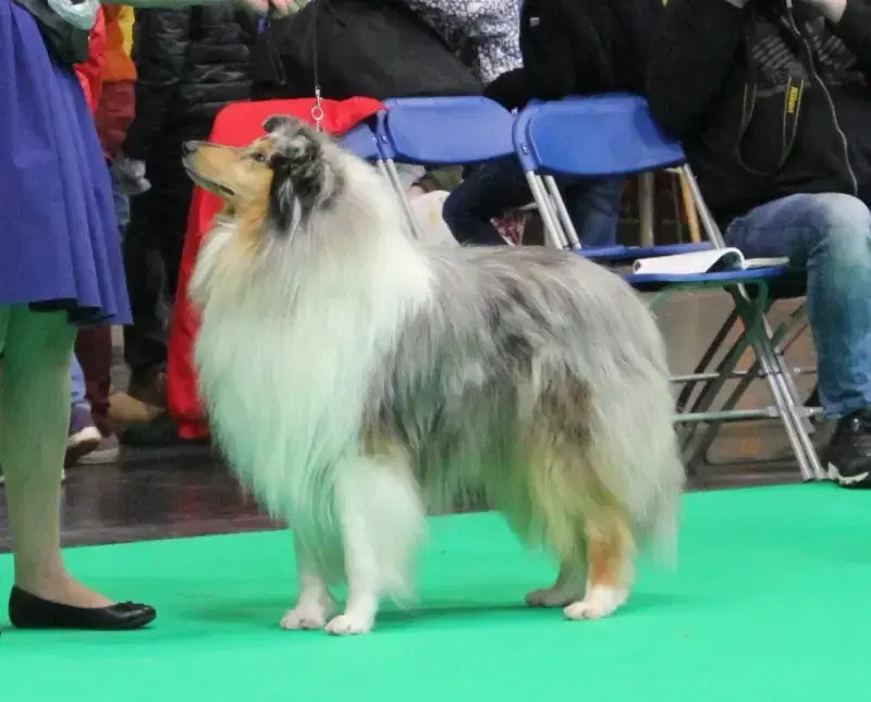 Collies from Nelly's Paradise  - Bild 1