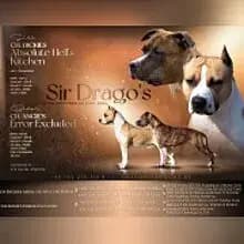 Sir Drago’s