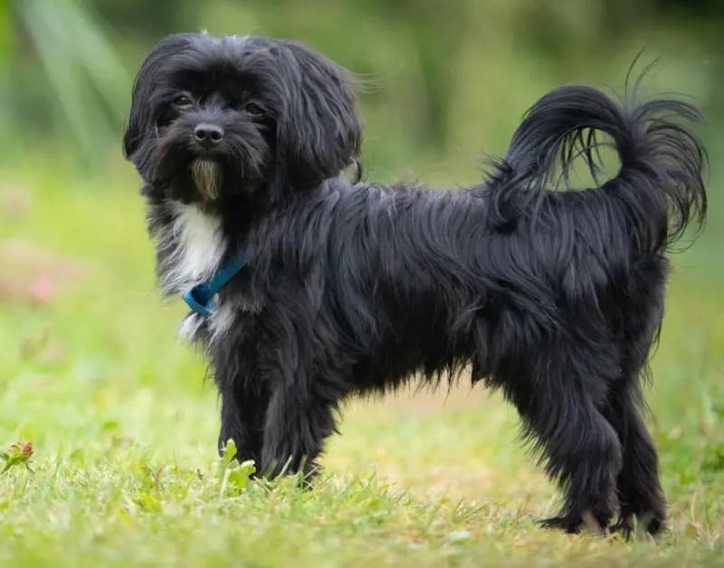 Bolonka Zwetna – dog breed