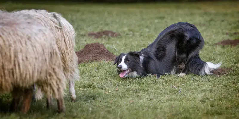 Border Collies from the sundance kids - Bild 1