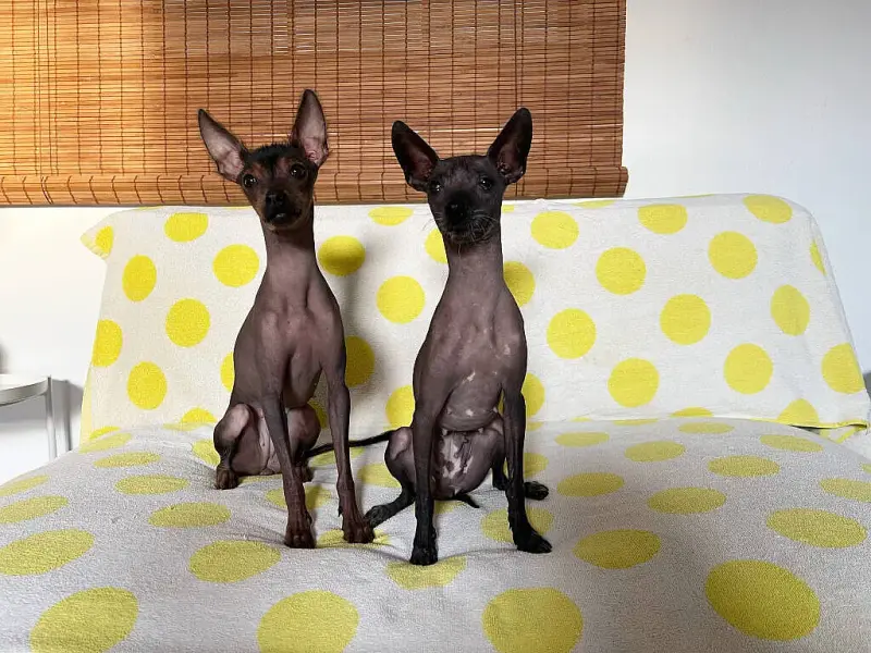 The Golden Hairless