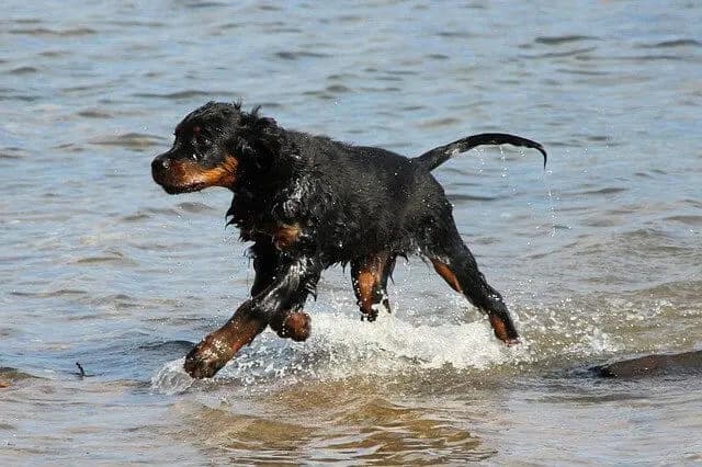 Gordon Setter – Hunderasse